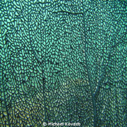 close up of sea fan on the Inside Reef at Lauderdale by t... by Michael Kovach 
